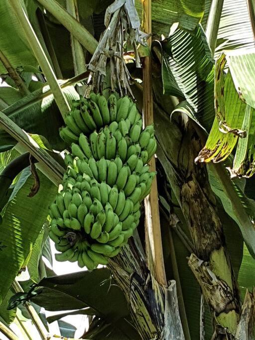 Raiatea, Opoa, Studio Du Fare Reve, Acces Mer Privatif Exterior foto